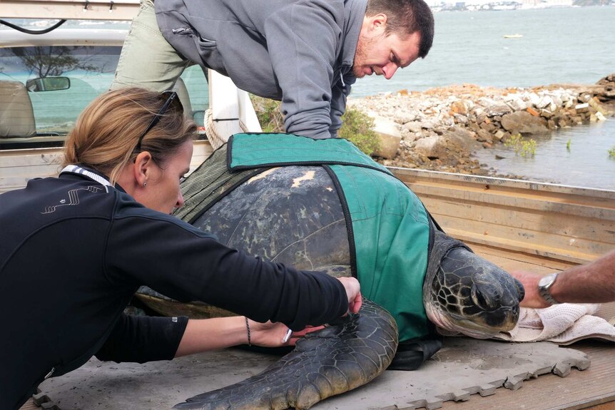 Denise the green sea turtle lays on the back of a ute, while Liam and Kim adjust her green turtle harness.