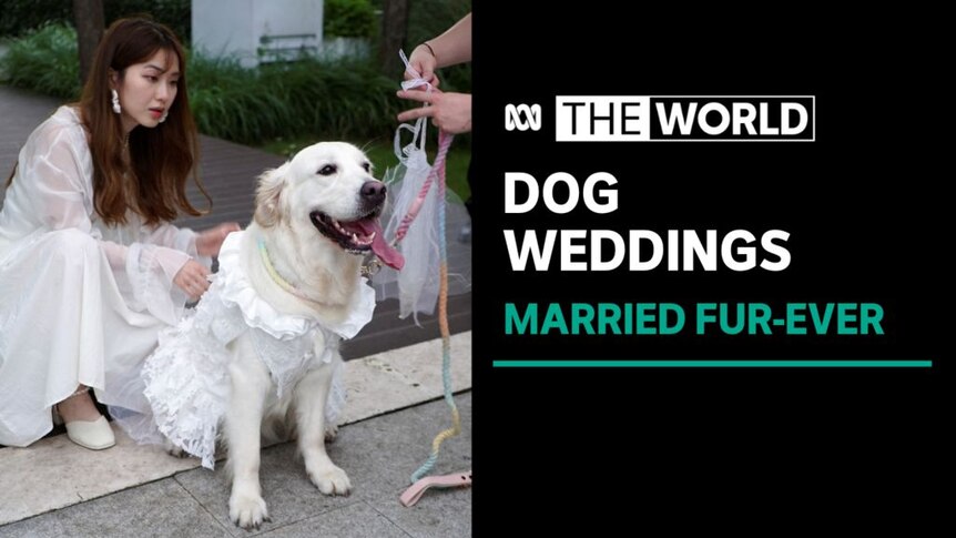 The World. Dog Weddings. Married Fur Ever. Golden retriever in a wedding dress, with owner. 