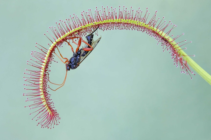 A close-up of an insect standing on a stalk covered in red spines.