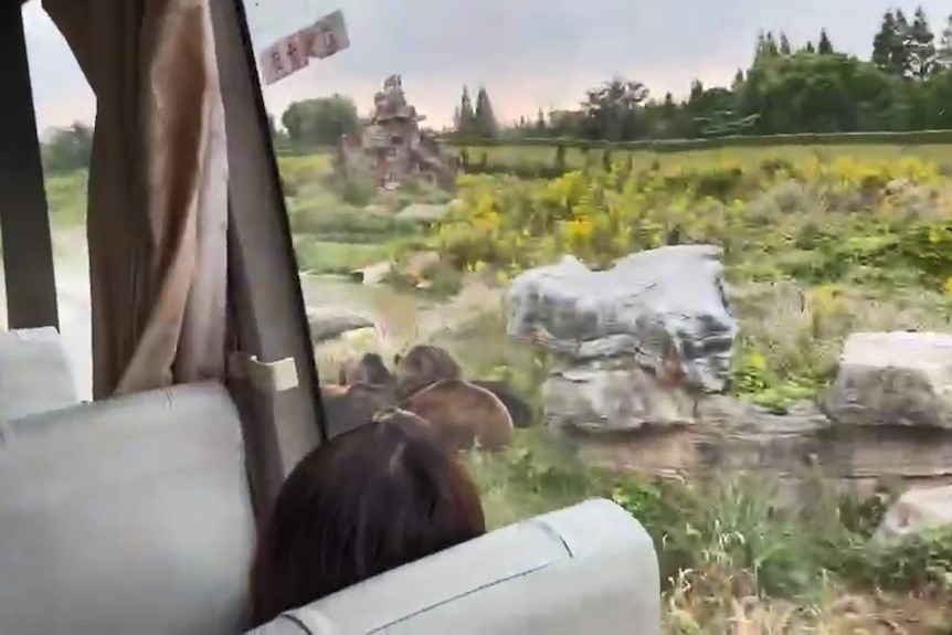 Several bears on top of a person, which you can't see, filmed from a bus