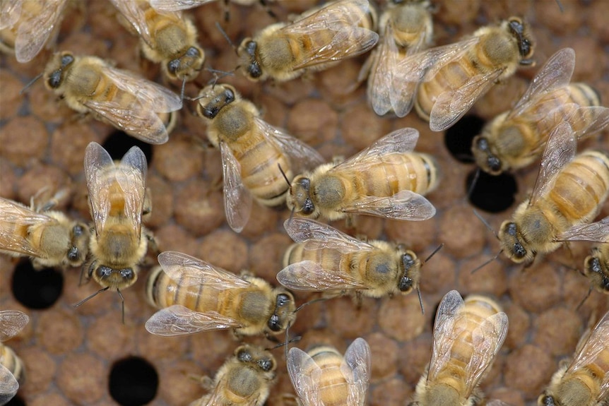 A close-up of bees on a hive