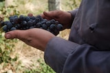 Climate change plays role in cloning of grapes