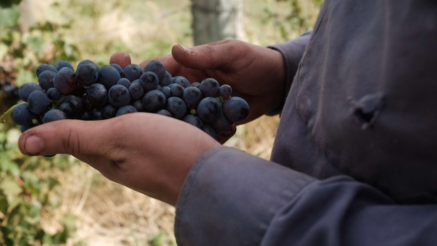Climate change plays role in cloning of grapes