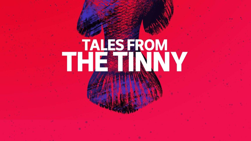 Tales from the Tinny program page hero image featuring the tail of a barramundi.