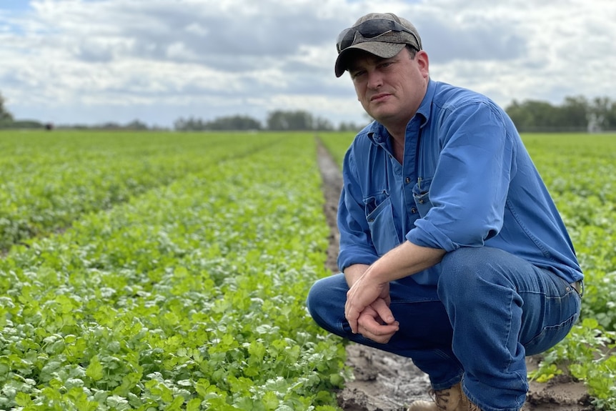 A man wearing work button up shirt in a green paddock filled with herbs