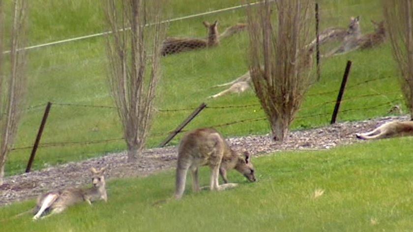 The mob of kangaroos believed responsible for the attack.