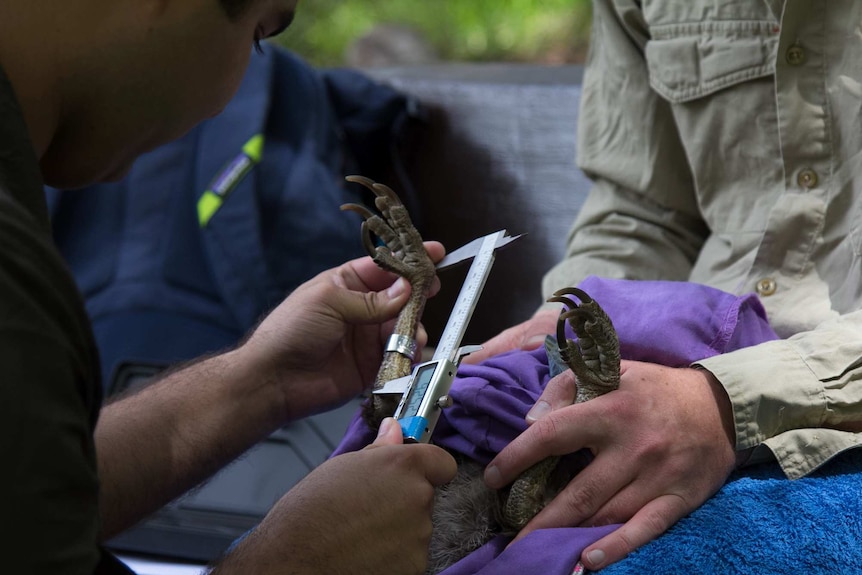 Brush turkey tagged and measured by Matthew Hall