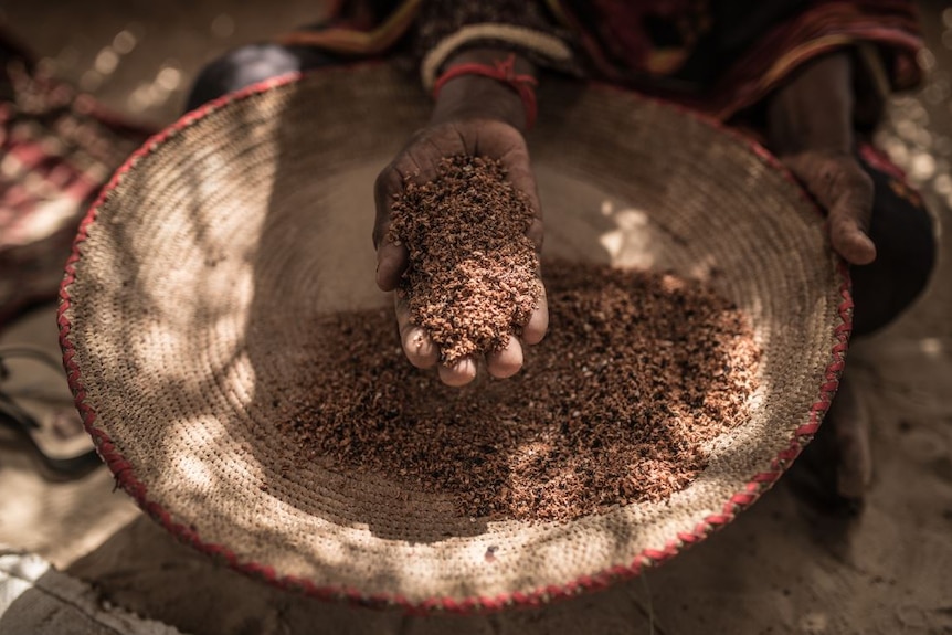 A bowl of seeds in Chad.