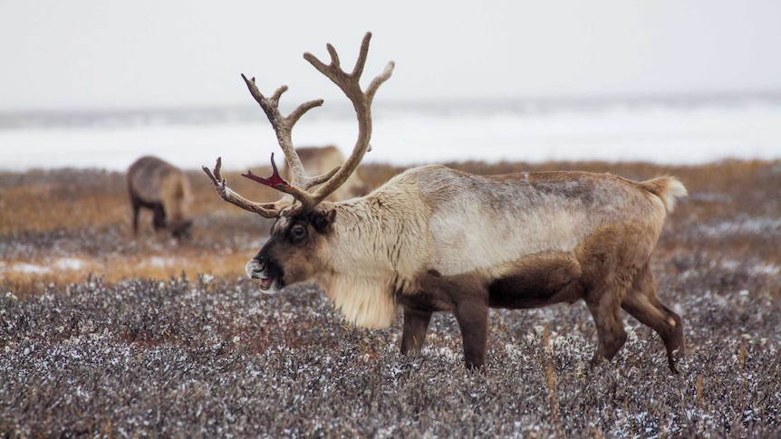 Reindeer pasture in the Yamal region, Russia.