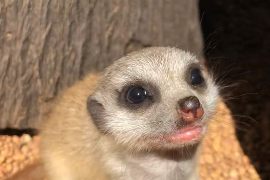 A close up shot of the baby meerkat.