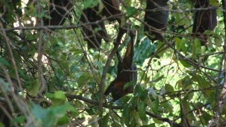 Residents of Kabra, west of Rockhampton, are calling for the relocation of up to 15,000 bats