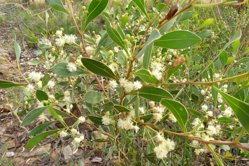 A shrub with white fluffy flowers and broad green leaves
