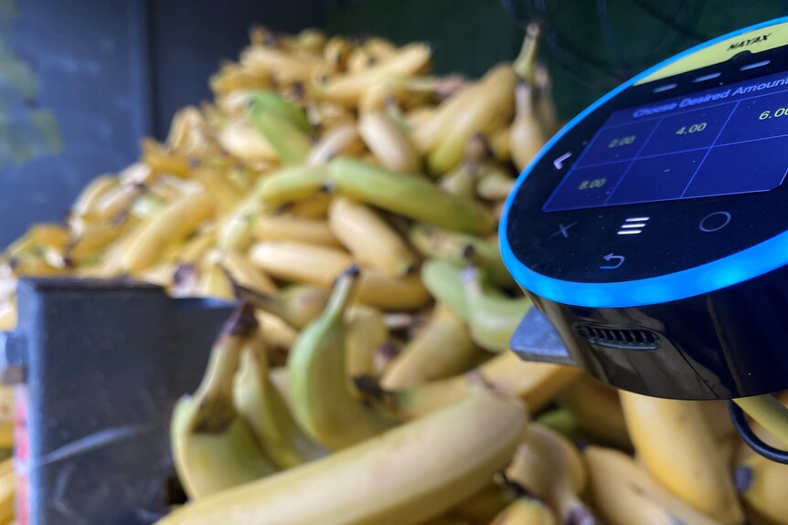 A small, round digital screen showing fixed dollar amounts in front of a large pile of bananas.