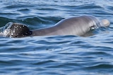 A dolphin calf in the water at Mandurah estuary.