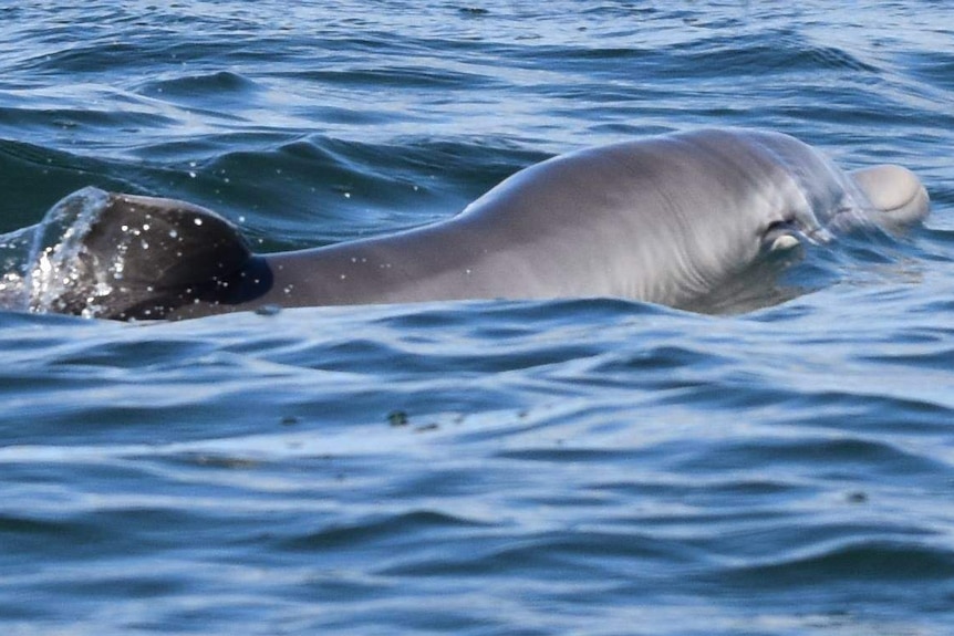 A dolphin calf in the water at Mandurah estuary.