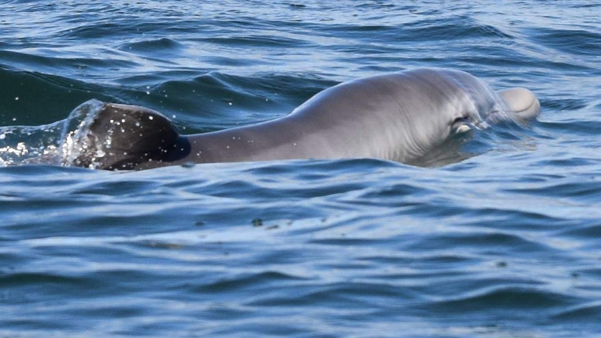 A dolphin calf in the water at Mandurah estuary.