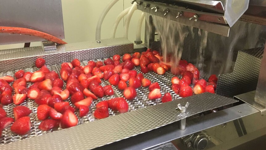 Strawberries on a conveyor belt being washed.