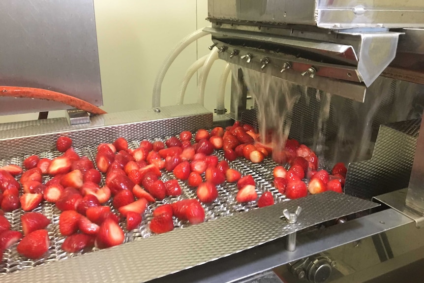 Strawberries on a conveyor belt being washed.