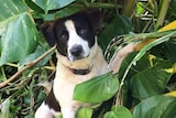 A white dog with black markings plays in tropical plants on Tonga.
