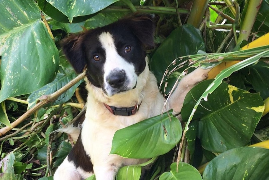 A white dog with black markings plays in tropical plants on Tonga.