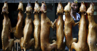 Dog meat sold in a festival in China