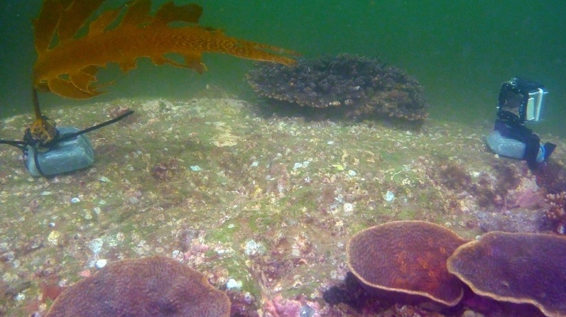 An underwater camera is set up on the sea floor to capture fish eating replanted kelp.