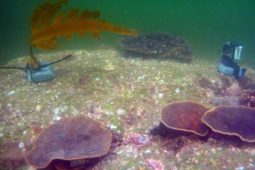 An underwater camera is set up on the sea floor to capture fish eating replanted kelp.