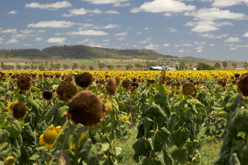 A field of Sunflowers in Clifton.
