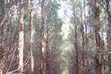 Gunns NW Tasmania plantation before a harvest to thin the timber 2008.