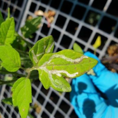 A green leaf with beige squiggly lines caused by a serpentine leafminer.