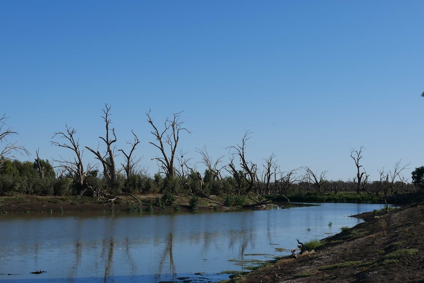 A river with water in it and dead trees along each of the banks.