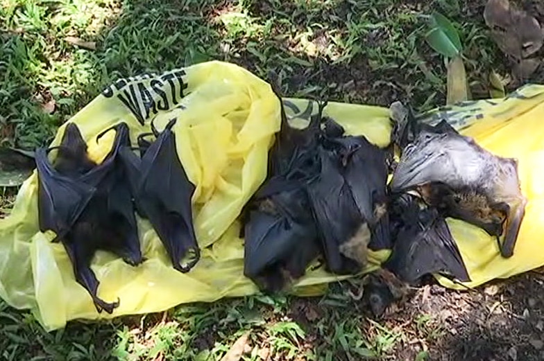 Bodies of flying foxes lay on ground after dying in the extreme heatwave conditions in Cairns.