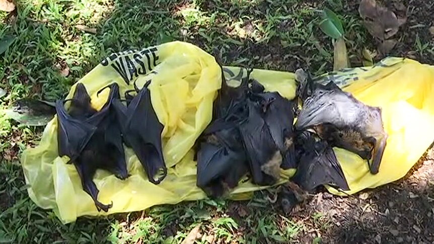 Bodies of flying foxes lay on ground after dying in the extreme heatwave conditions in Cairns.