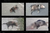Four pictures of dead Tasmanian devils on a road.