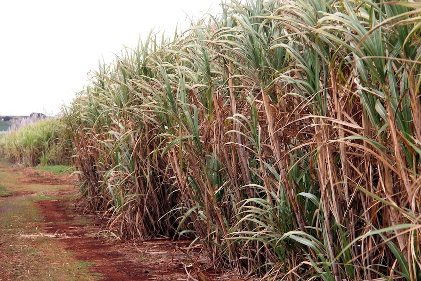 Sugarcane in a field.
