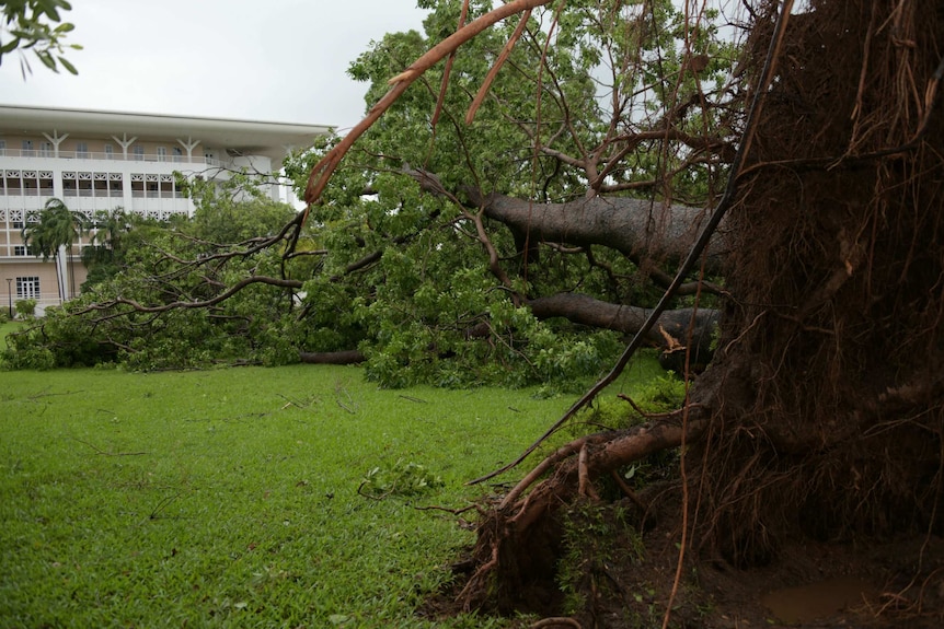 A large tree fallen with Parliament House in the background.