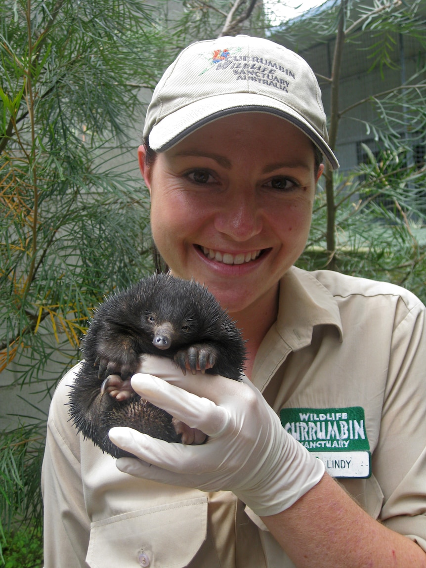 Currumbin Wildlife Sanctuary keeper Lindy Thomas holds baby echidna 'Piggy' at the Gold Coast on December 21, 2011.