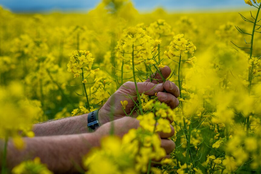 Close-up of a man's hands holding canola