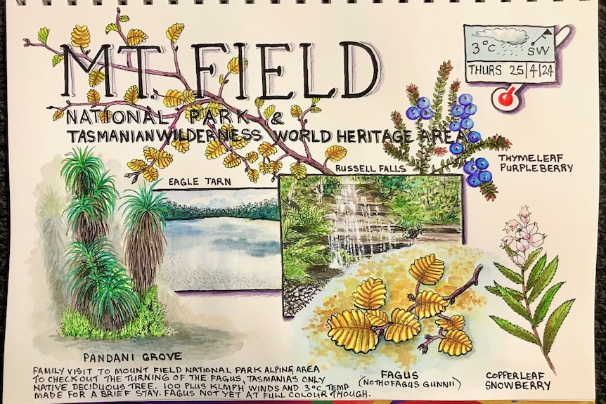 a nature journal about mt field, showing the weather, fagus, pandani and other plants