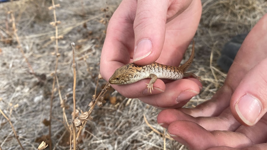 Close up of a pygmy blue-tongue lizards being gently held in a researcher's hands