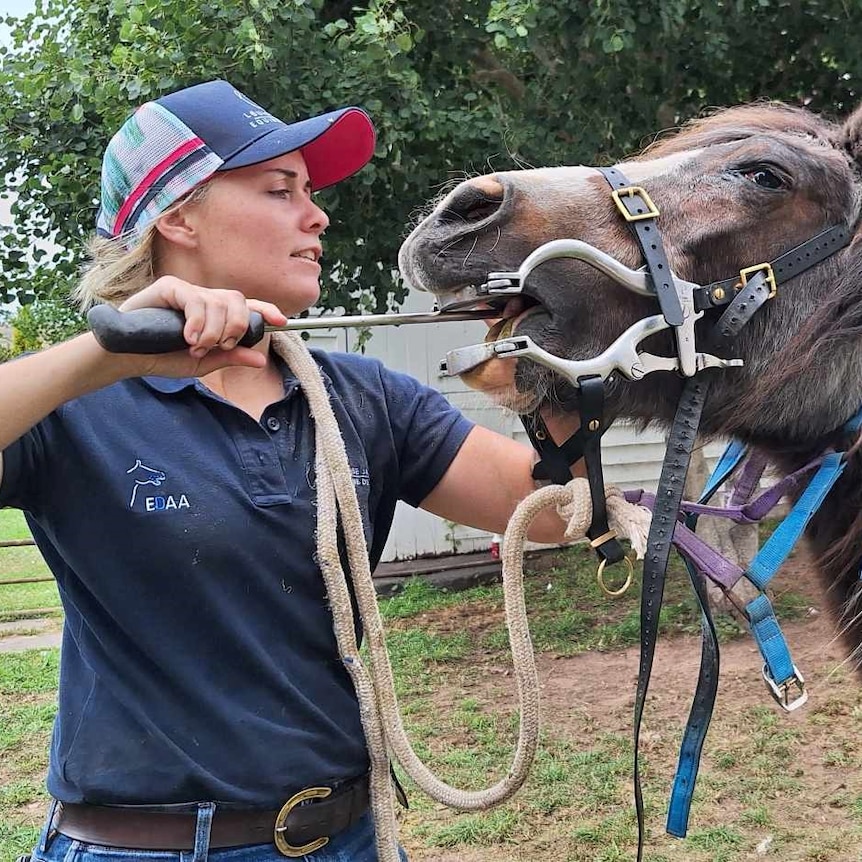 Woman inserts speculum into a horses mouth