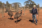 Emu farmer Wayne Piltz with two emus in an enclosure.