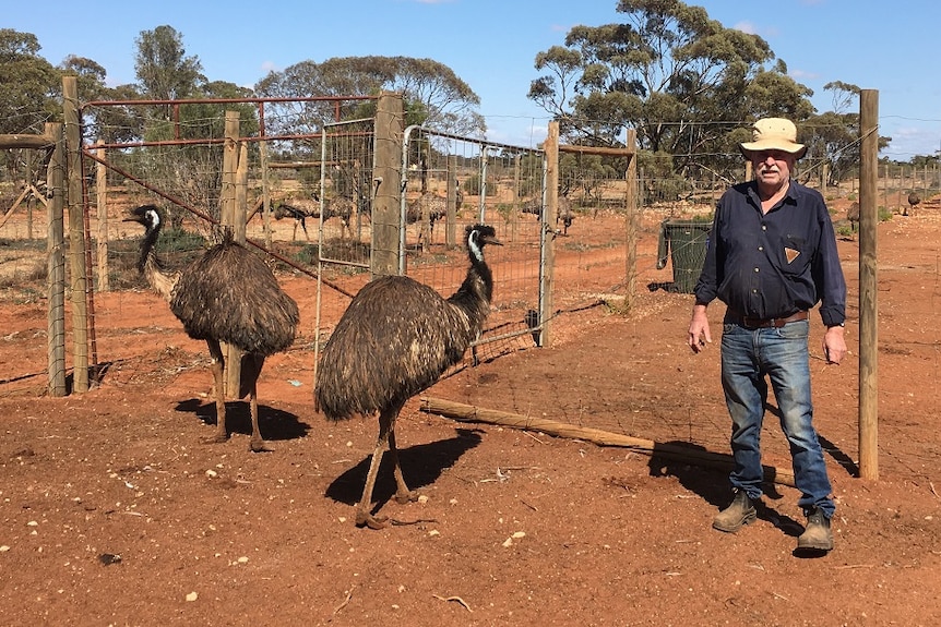 Emu farmer Wayne Piltz with two emus in an enclosure