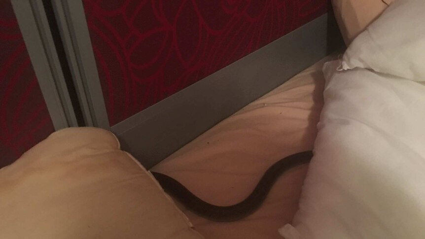 snake in shadows slithering along bed sheets.