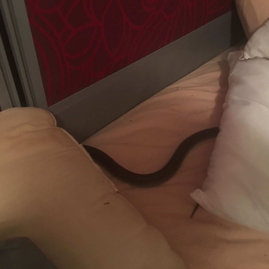 snake in shadows slithering along bed sheets.