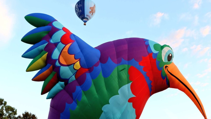 The visiting US hummingbird balloon popular at the Canberra Balloon Spectacular on 12 March 2018.