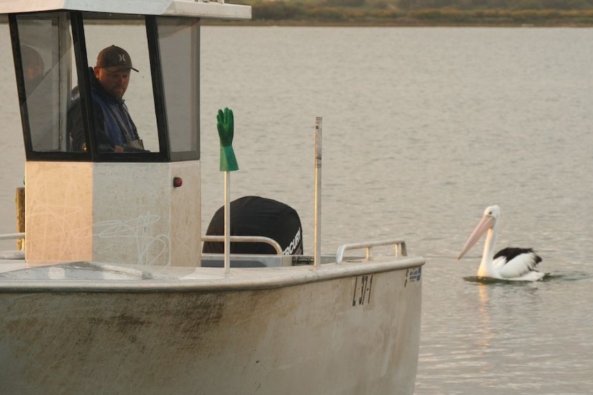 A man at the wheel of a boat with a pelican in the backgrpound