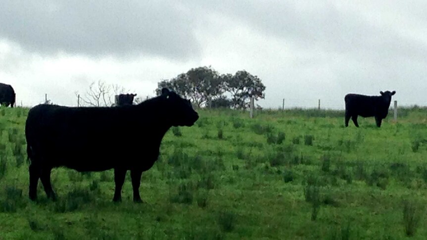 A four year study getting underway in the Hunter Valley into the value of rehabilitated mining land for cattle grazing.