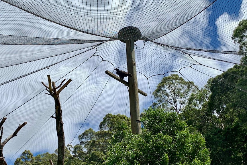 An eagle sits on a platform at the top of an net-covered enclosure.
