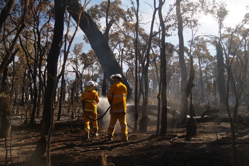 Firefighters hosing water into bushland standing amongst burnt trees
